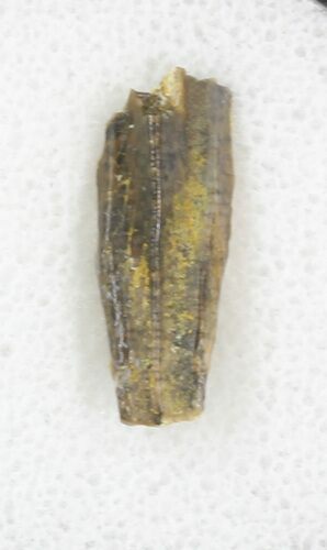 Hadrosaur (Kritosaurus) Tooth - Aguja Formation, Texas #31743